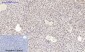 mTOR (phospho Ser2448) Polyclonal Antibody